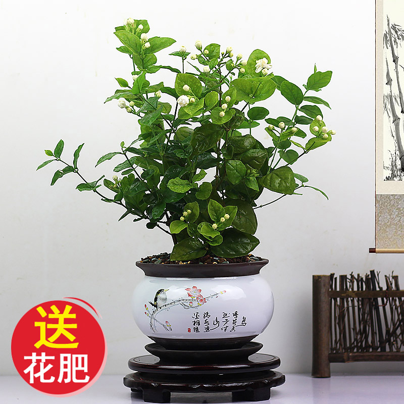 精选茉莉花盆栽植物室内外香气独特阳台四季开清新优质花卉绿植苗