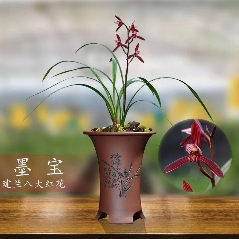 建兰名品八大红花之墨宝室内花卉盆栽浓香四溢极具香气雅致带花苞