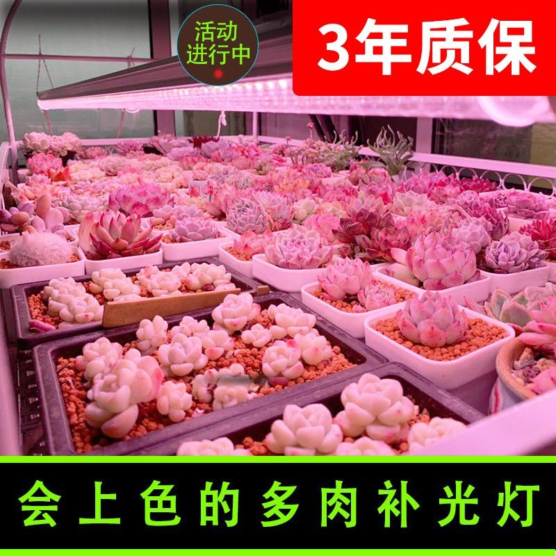 正阳多肉led补光灯全光谱家用上色快 仿徒长花卉育苗植物生长灯