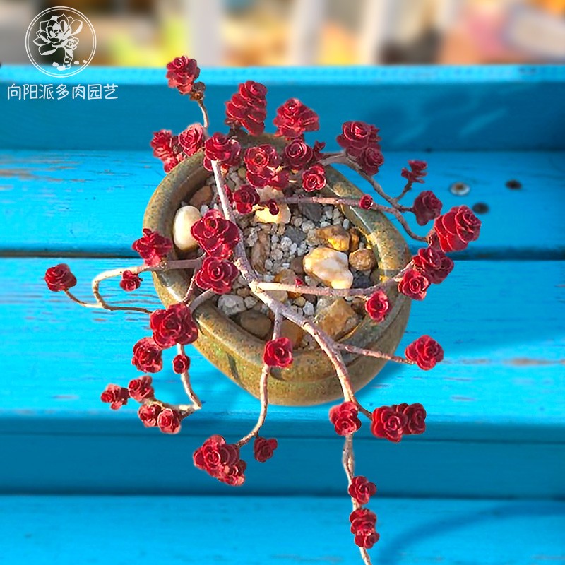 小球玫瑰群生多肉植物盆栽一物一拍老桩护盆草向阳派花卉园艺基地