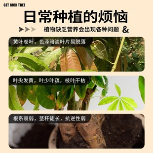 发财树专用营养液家用肥料黄叶枯叶烂根专用药发财树复活液生根水