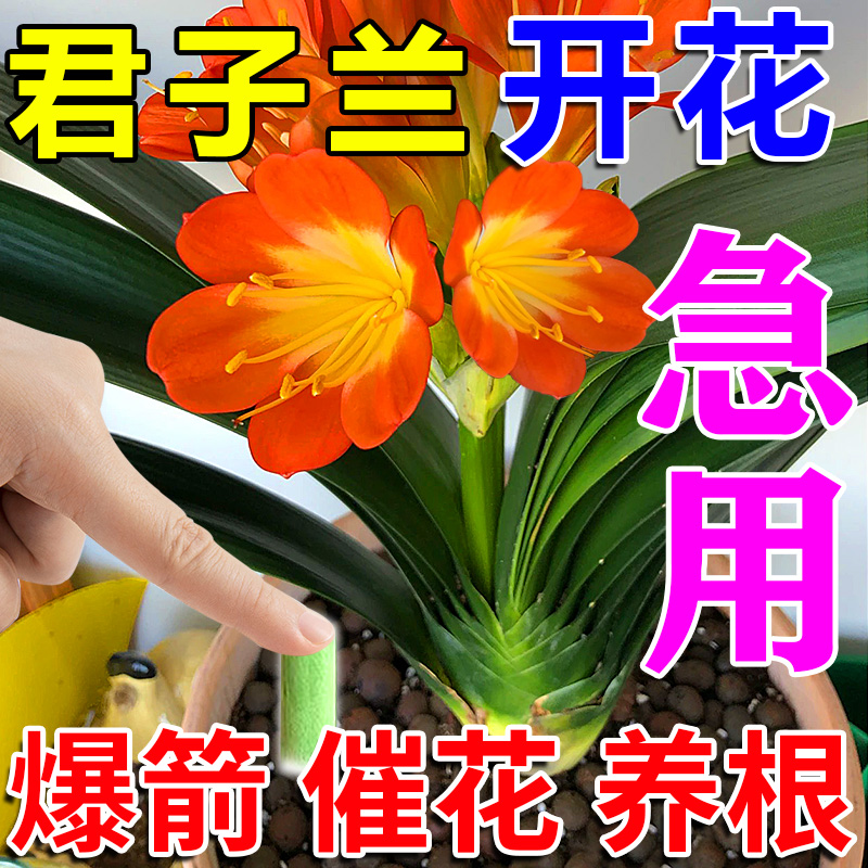 君子兰开花素速效冒花促箭剂植物营养棒缓释肥复合通用家庭养花肥