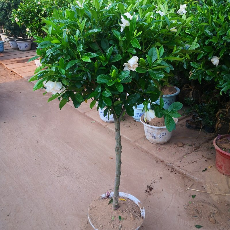 大叶牡丹栀子花树苗绿植小叶独杆栀子花阳台盆栽芳香花卉庭院植物