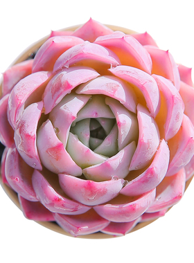 孤星 多肉植物月影萌肉肉植物组合盆栽贵货办公室阳台防辐射多肉