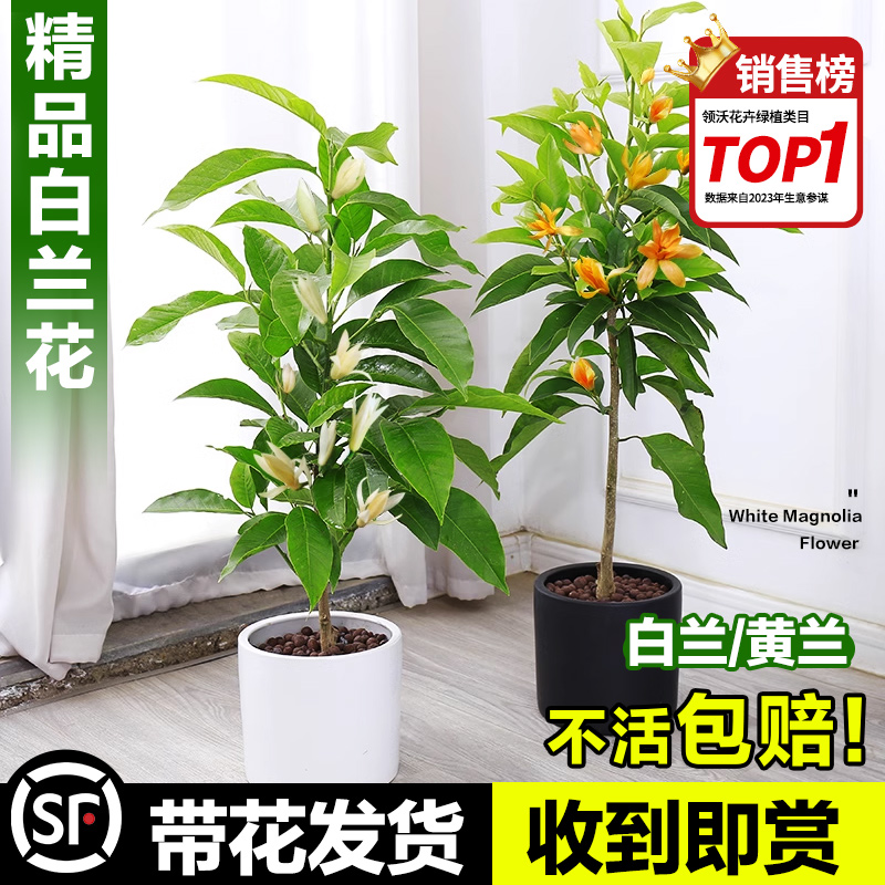 玉兰花树苗白兰花盆栽黄角兰黄果兰白玉兰室内庭院绿植易活花植物