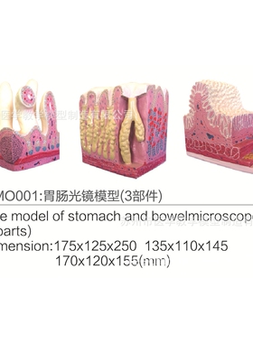 SMO001胃肠光镜模型（3部件）