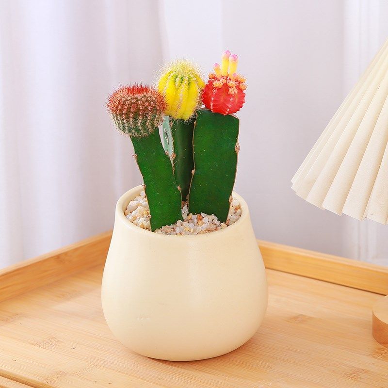 仙人掌盆栽组合套装室内耐旱易养多肉电脑桌防辐射小绿植趣味盆景