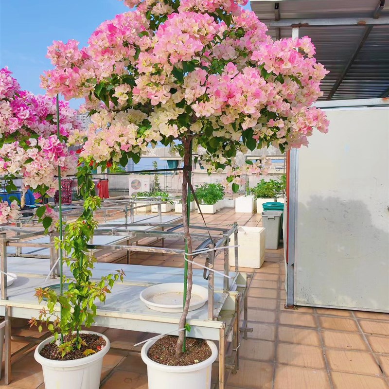 三角梅带花盆栽绿樱爬藤重瓣老桩原生大苗红樱庭院植物四季开花