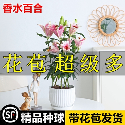 香水百合种球百合花盆栽带花苞鲜花多头浓香型花卉植物室内花苗
