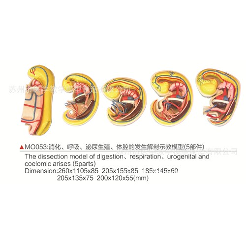 SMO053消化、呼吸、泌尿生殖、体腔的发生解剖示教模型5部件