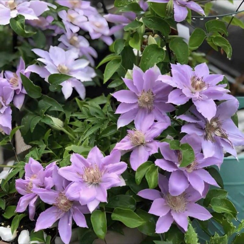 【故里】1.5加仑铁线莲阳台庭院地载盆栽爬藤花卉植物四季开花