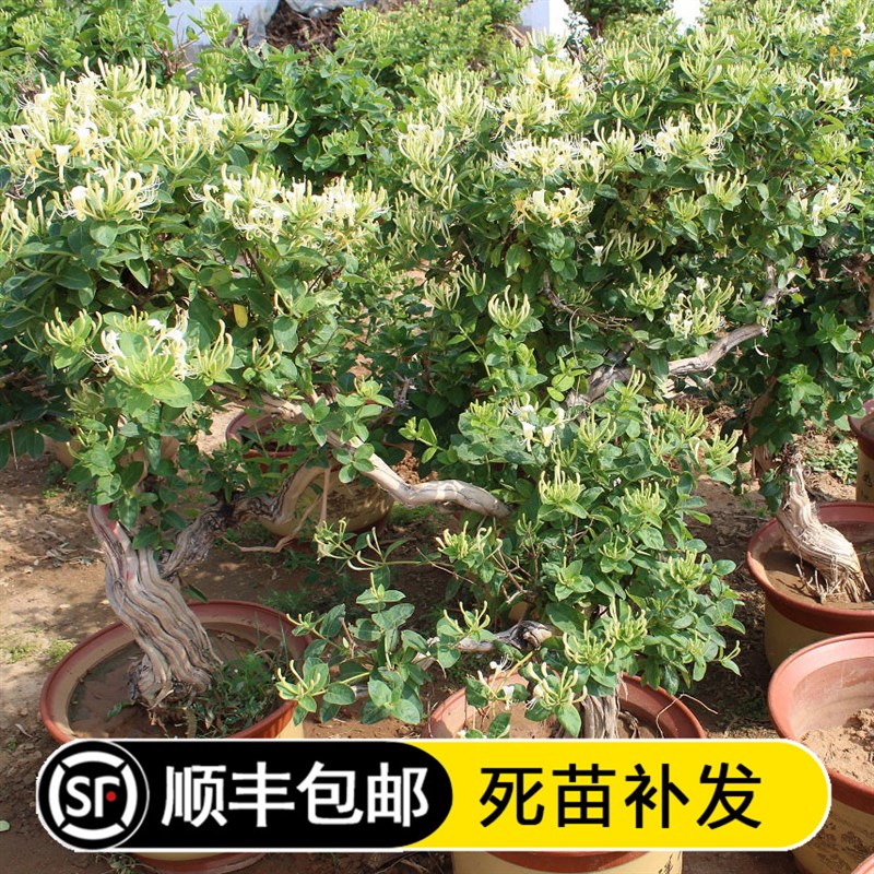金银花树苗盆栽地种爬藤植物庭院室内四季药用可食用黄白金银花苗