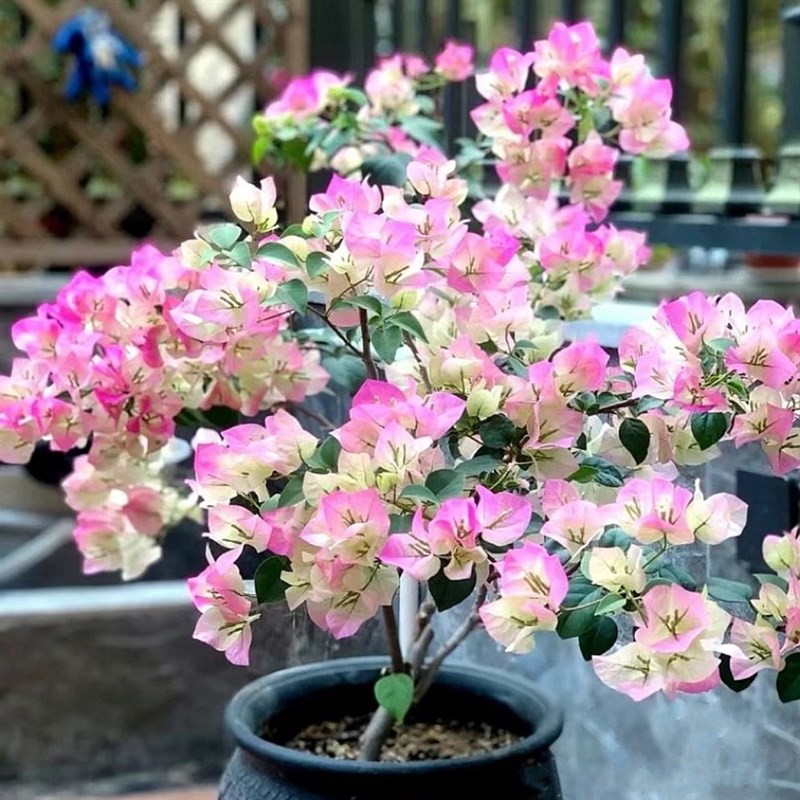 稀有马斯三角梅重瓣粉不甜双色高飘棒棒糖大苗带花阳台绿植盆栽