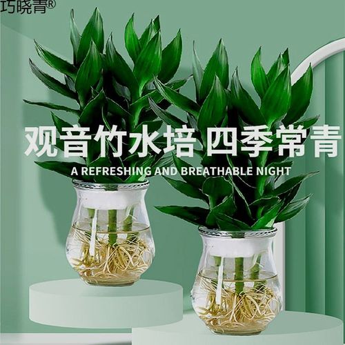 观音竹富贵竹水培植物盆栽绿萝室内绿植带根花卉转运竹带花瓶好巧