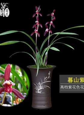 刘阁兰花苗 建兰高档紫色花暮山紫 夏带花苞出售室内花卉绿植盆栽