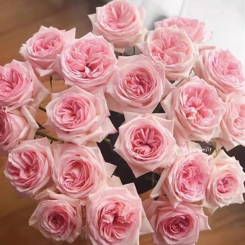 玫瑰半岛 粉荔枝  灌木大花切花月季浓香阳台庭院盆栽1.5加仑根接