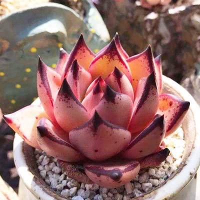 大盆单桩粉色血罗东云趣味办公桌多肉植物室内花卉盆栽阳台防辐射