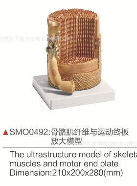 SMDD0492骨骼肌纤维与运动终板放大模型