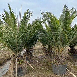 基地出售b袋装加拿利海枣树苗棕榈树棕树庭院花园四季长青园林绿
