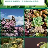 甄选桐生砂 16L多肉土盆景用土 日本