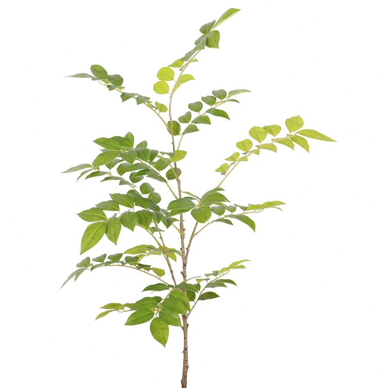 甄选仿真大枝黄花梨 漆树叶造景酒店橱窗 场景装饰摆件仿真植物香