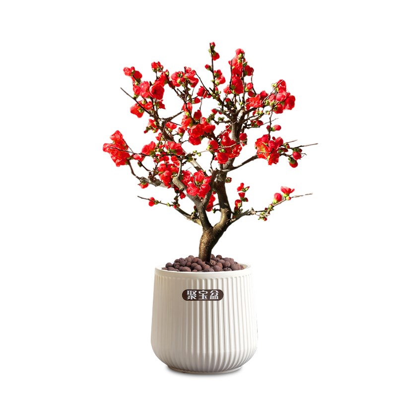 海棠花盆栽四季开花彩玉海棠树苗老桩盆景花卉植物室内花耐寒好养