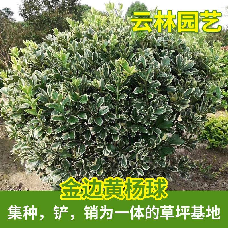 金边黄杨苗绿化小苗黄杨小苗金边黄杨球工程苗基地种植