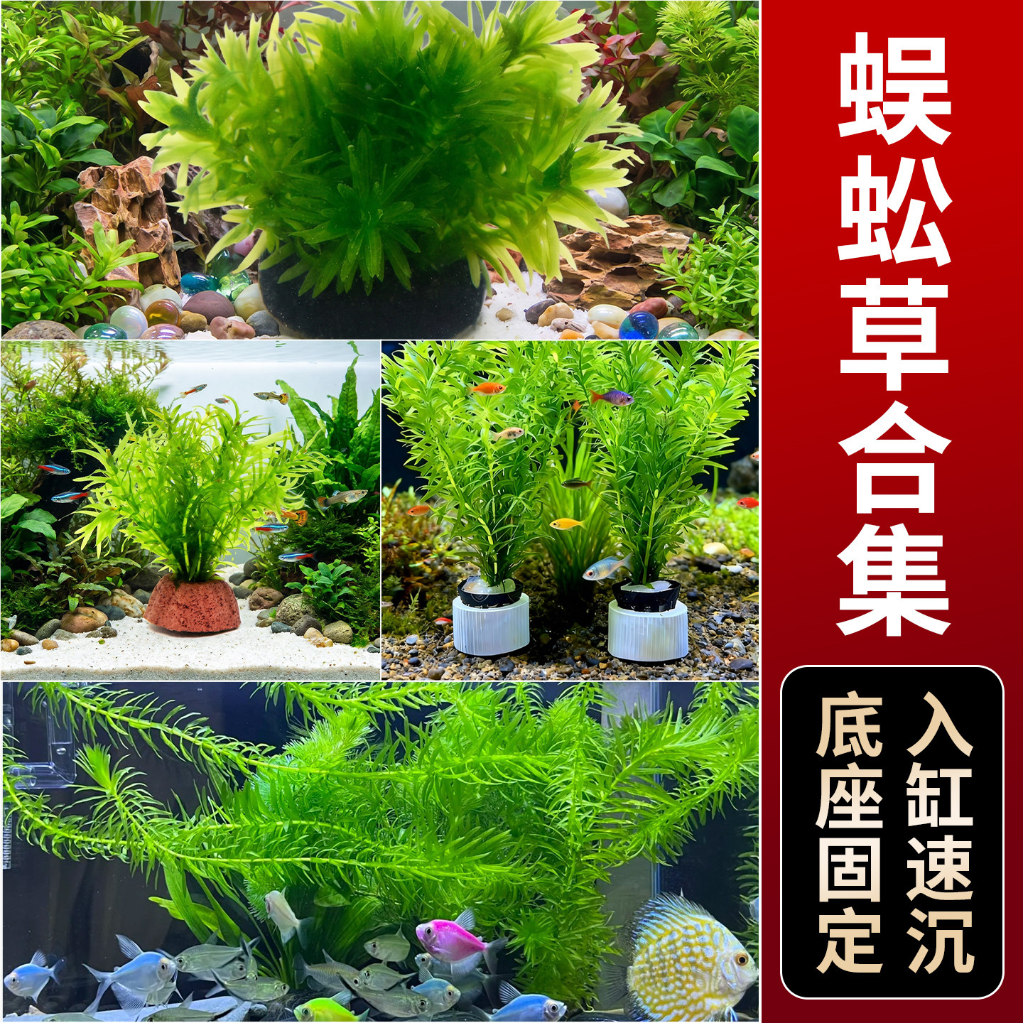 蜈蚣草鱼缸专用水草无菌杯沉底金鱼藻懒人造景火山石净化水质带根