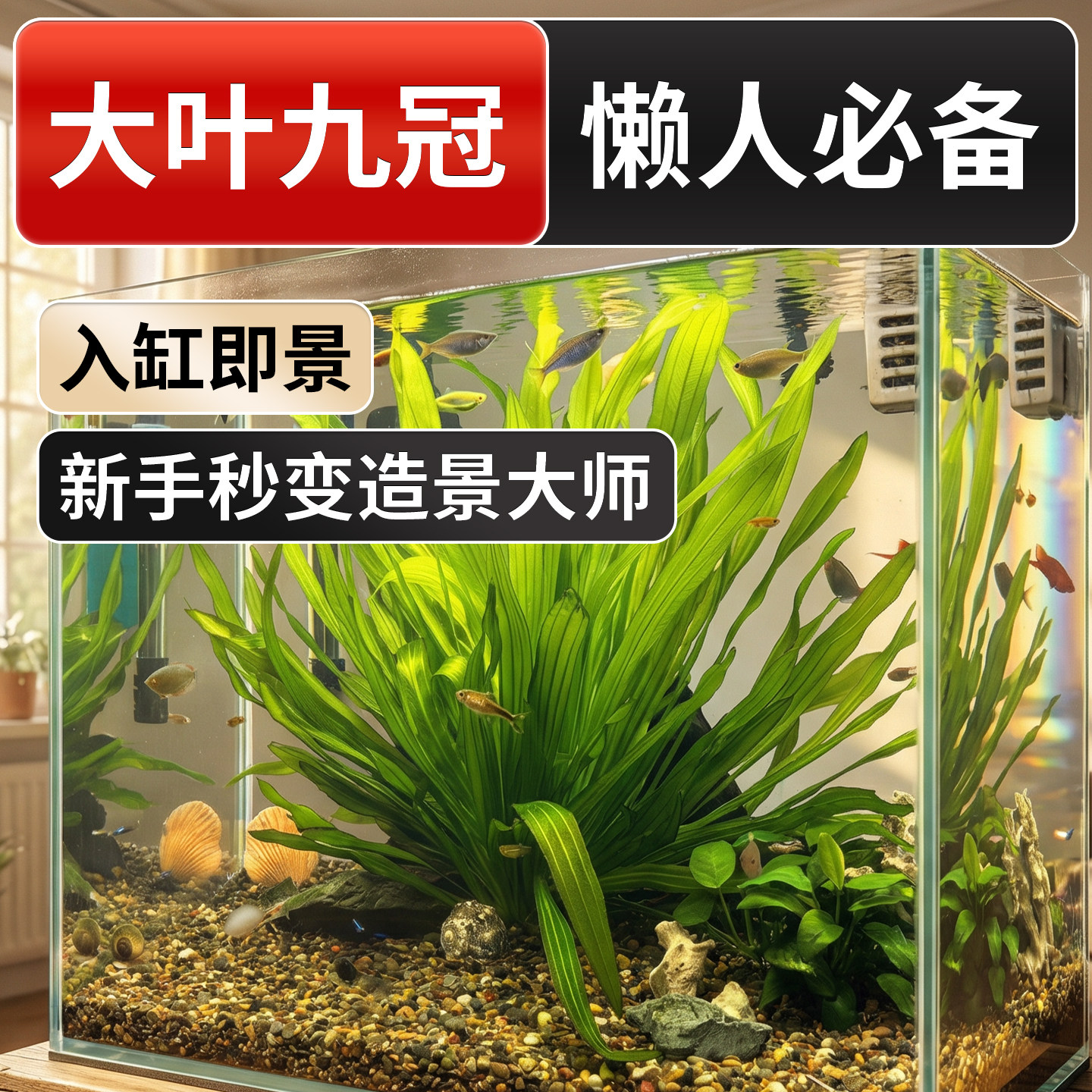 大叶九冠水草养鱼造景植物迷你九冠鱼缸新手好养懒人活体淡水阴性,宠物/宠物食品及用品,水草,淘宝优惠券,粉丝福利购,淘宝优惠卷