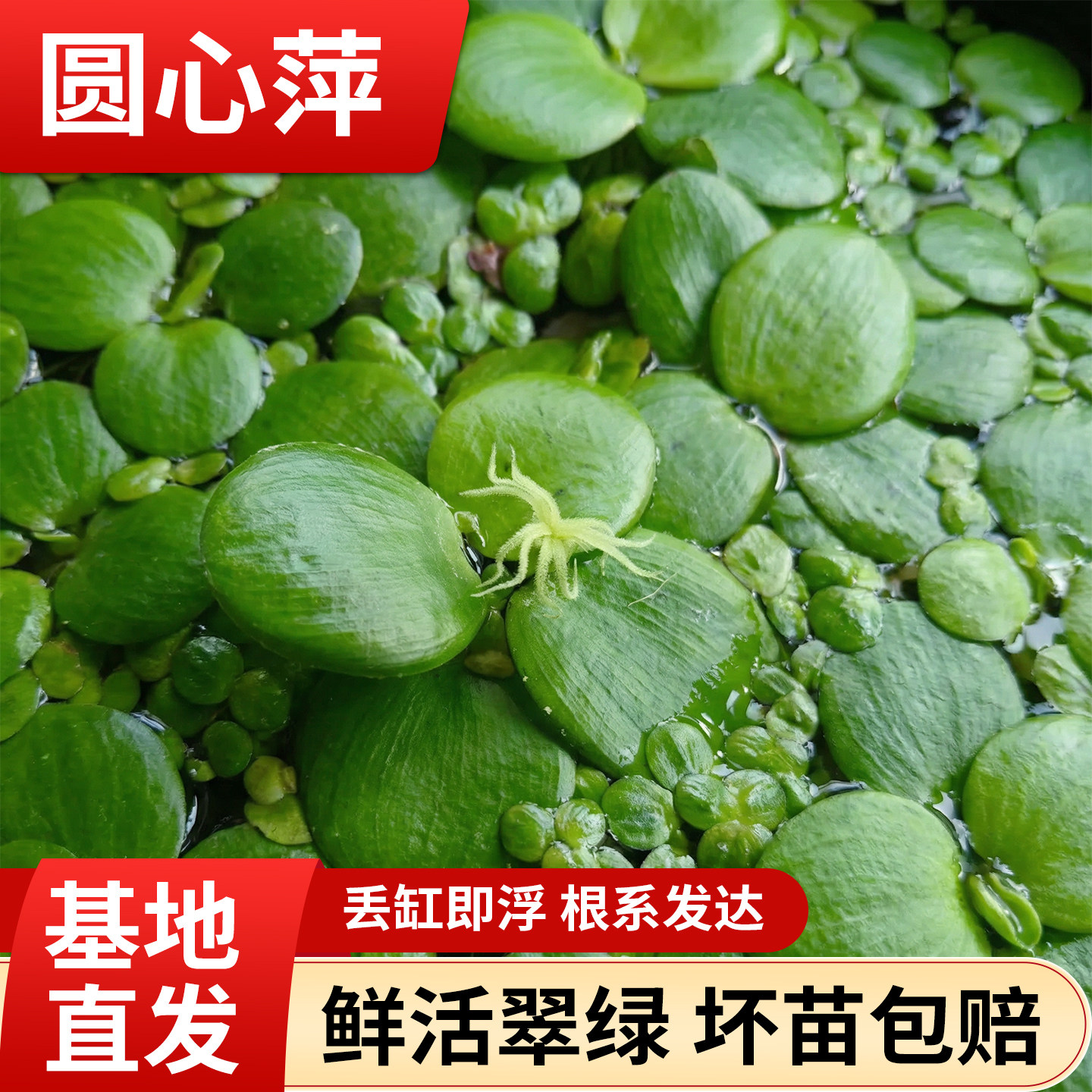 鱼缸造景水草圆心浮萍生态养鱼净化水质专用懒人迷你增氧水培摆件
