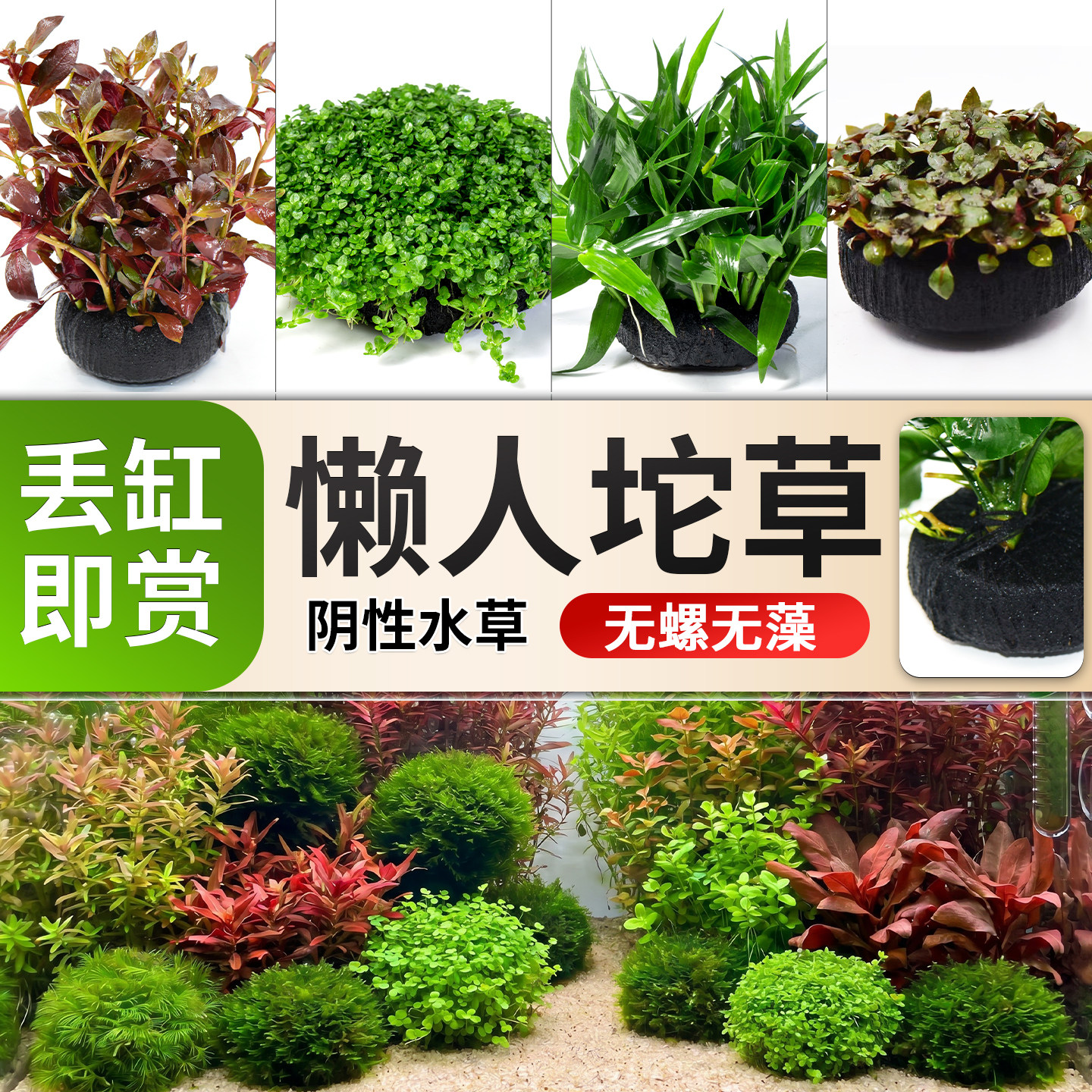 水草鱼缸造景坨草植物活体生态绿植新手懒人无需底砂净化水质增氧