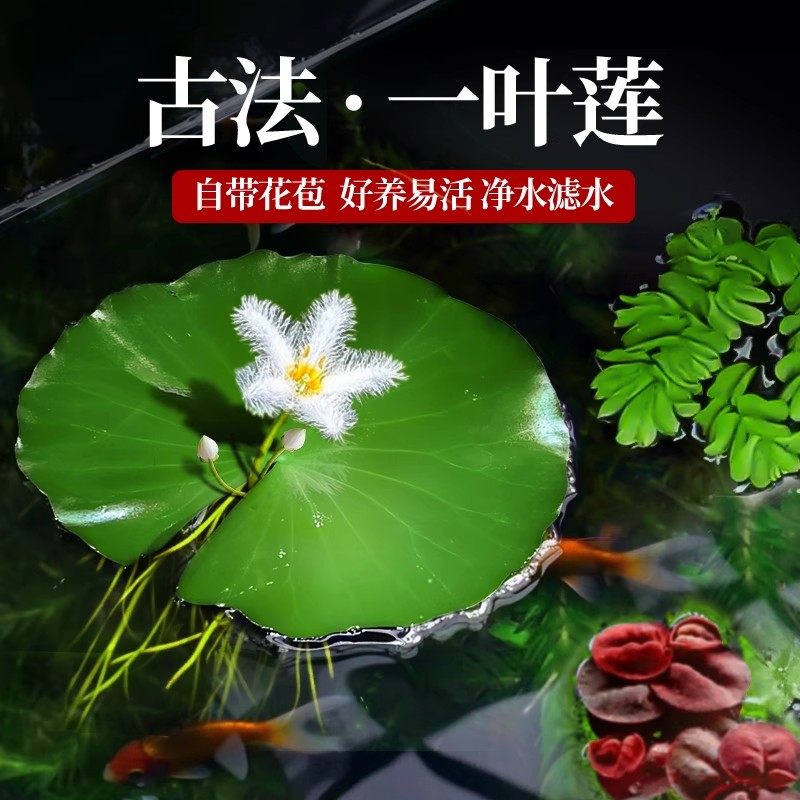 一叶莲懒人浮萍水草鱼缸造景带花苞水培开花植物迷你净化水质绿植