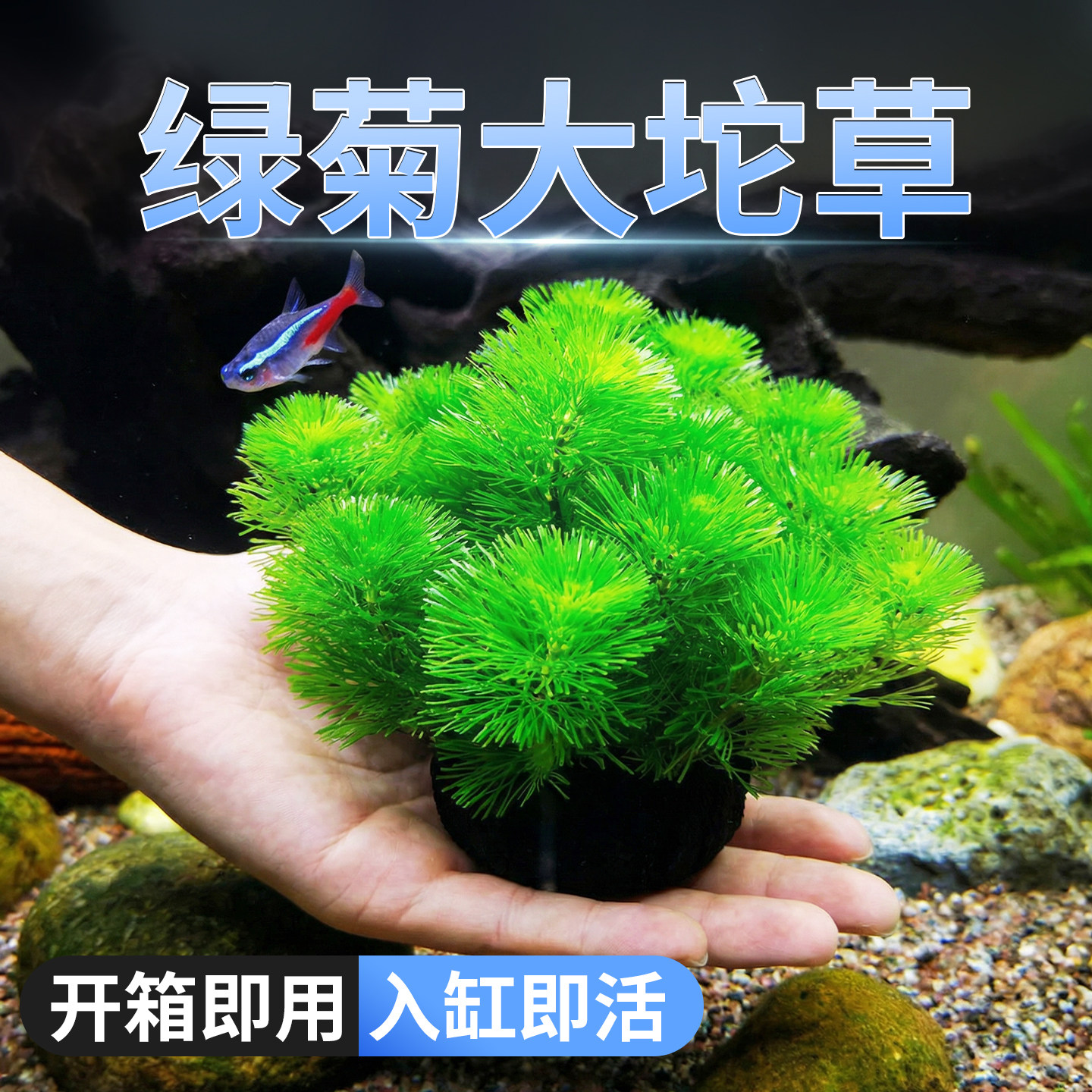 绿菊真水草新手好养中后景坨草鱼缸造景装饰淡水阴性净水增氧植物,宠物/宠物食品及用品,水草,淘宝优惠券,粉丝福利购,淘宝优惠卷
