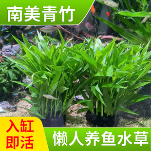 南美青竹鱼缸造景专用水草水培 植物养鱼坨草 阴性 增氧净化水质
