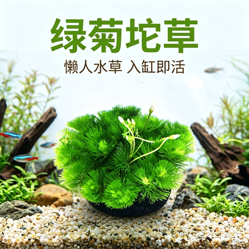 绿菊大坨草鱼缸造景好养增氧