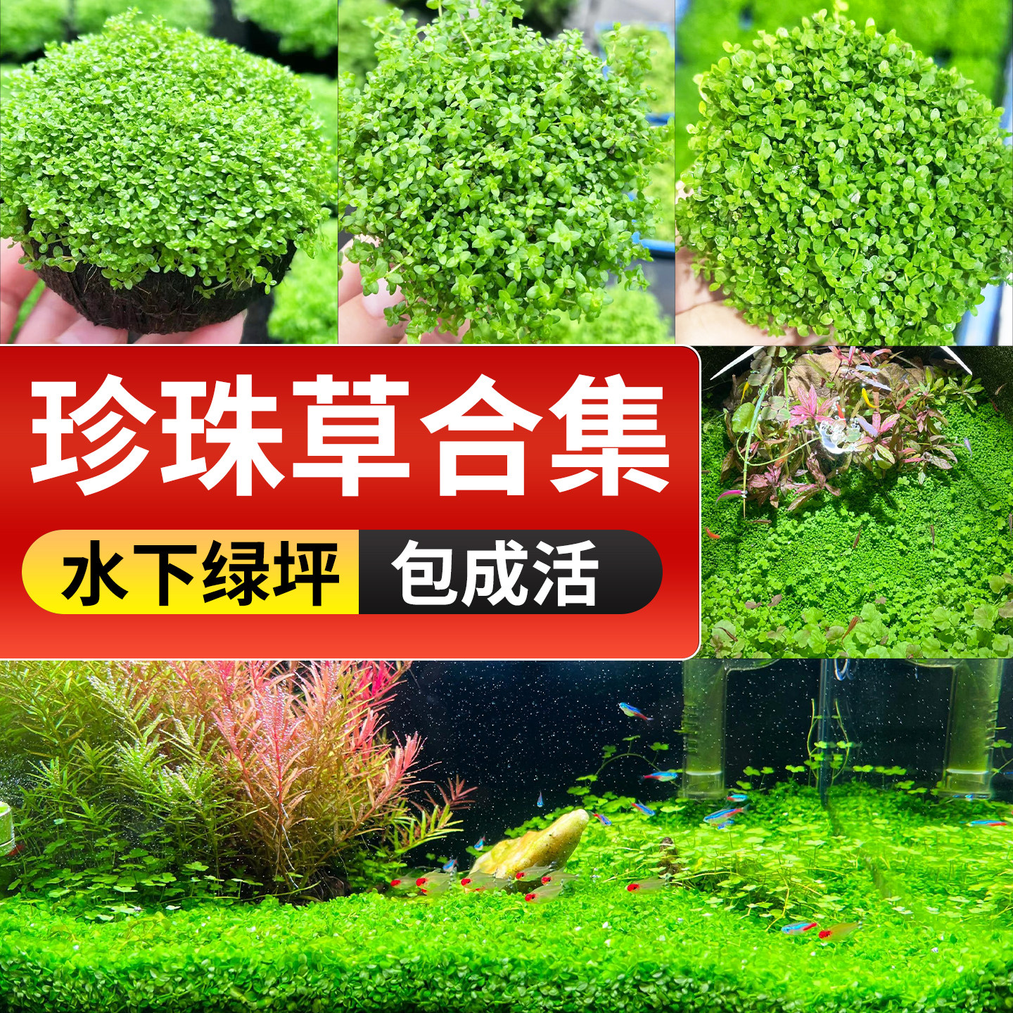 爬地矮珍珠水草日本高珍珠鱼缸专用净化水质懒人增氧养不死的植物