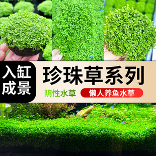 高珍珠水草爬地矮珍珠鱼缸专用净化水质淡水增氧懒人养鱼生态造景