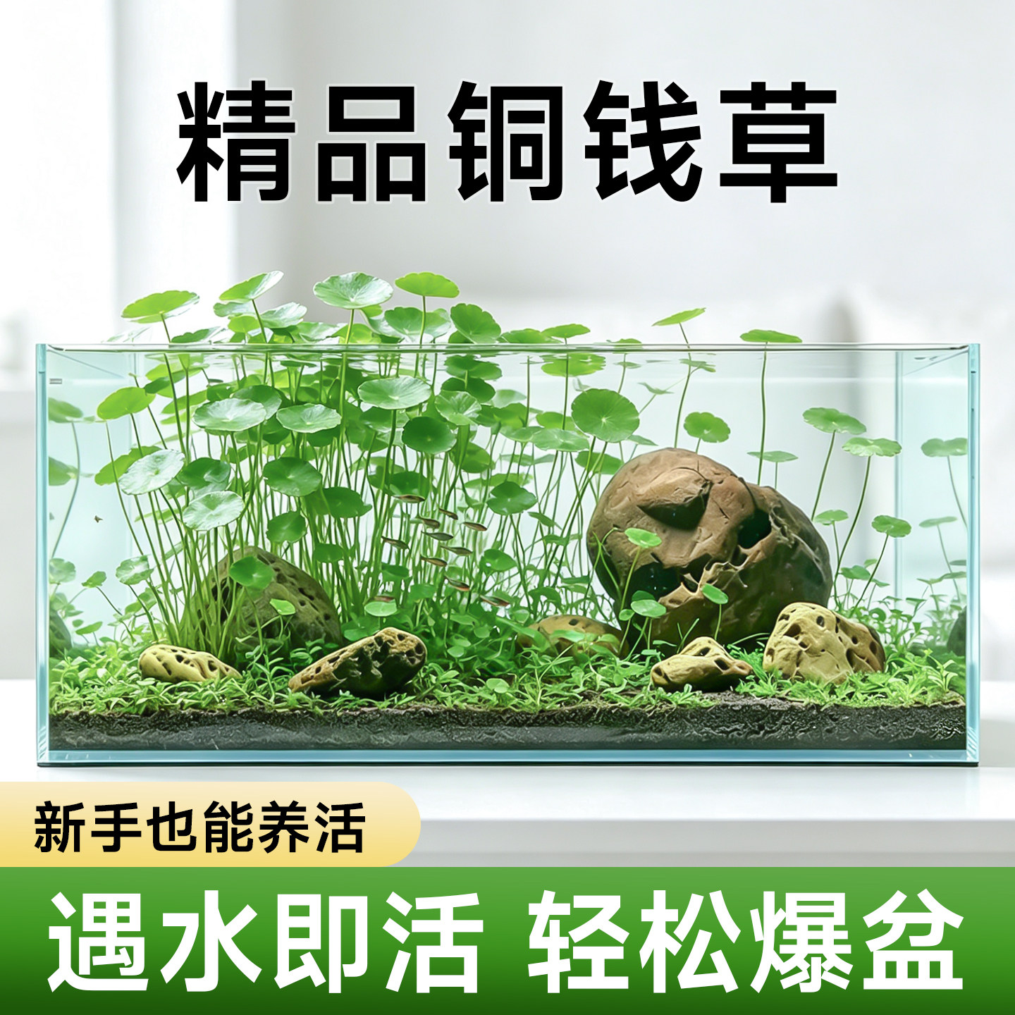铜钱草水草鱼缸缸专用造景迷你植物全套生态火山石养鱼龟净化水质