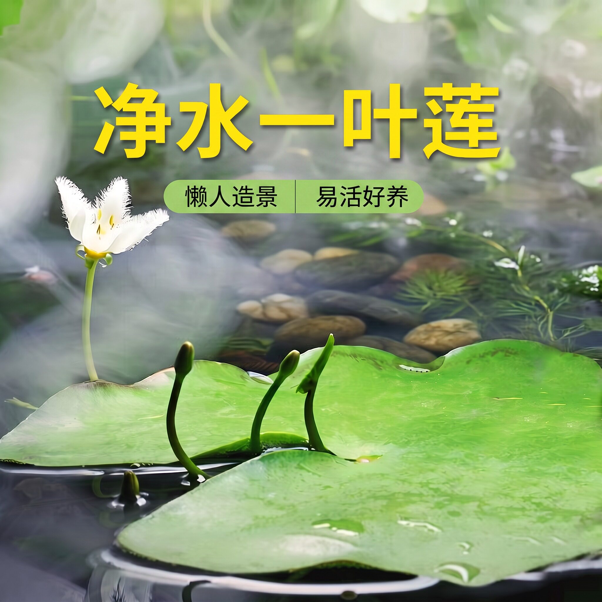 一叶莲鱼缸造景装饰懒人净水水草图片