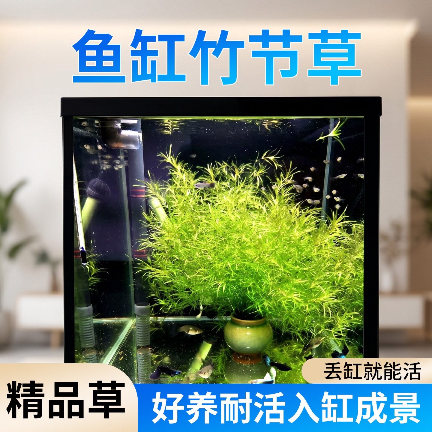 栩渠懒人养鱼水草竹节草图片