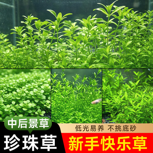 高矮珍珠草无菌杯鱼缸造景前景草