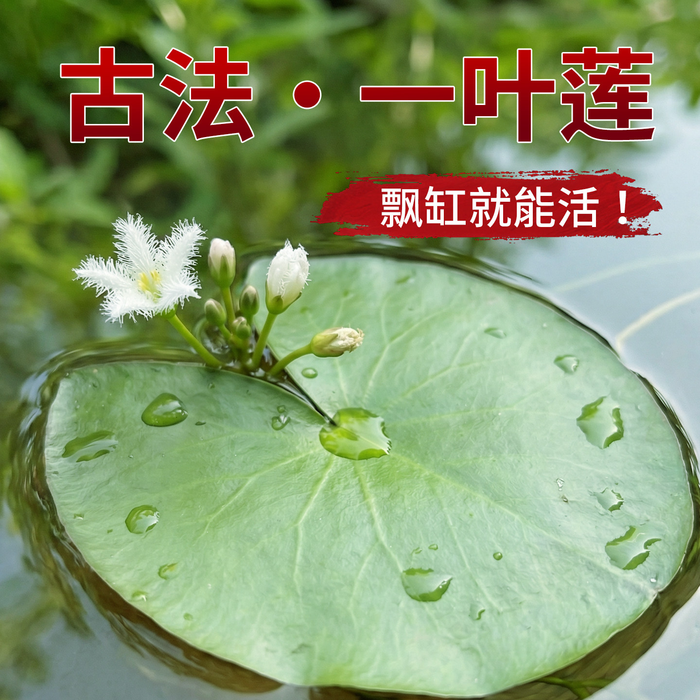 一叶莲睡莲水草碗莲带花苞浮萍古法养鱼植物迷你绿植开花水培制氧