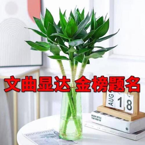 文昌竹带根荷花竹观音竹富贵竹水培植物办公室内水养绿植净化空气