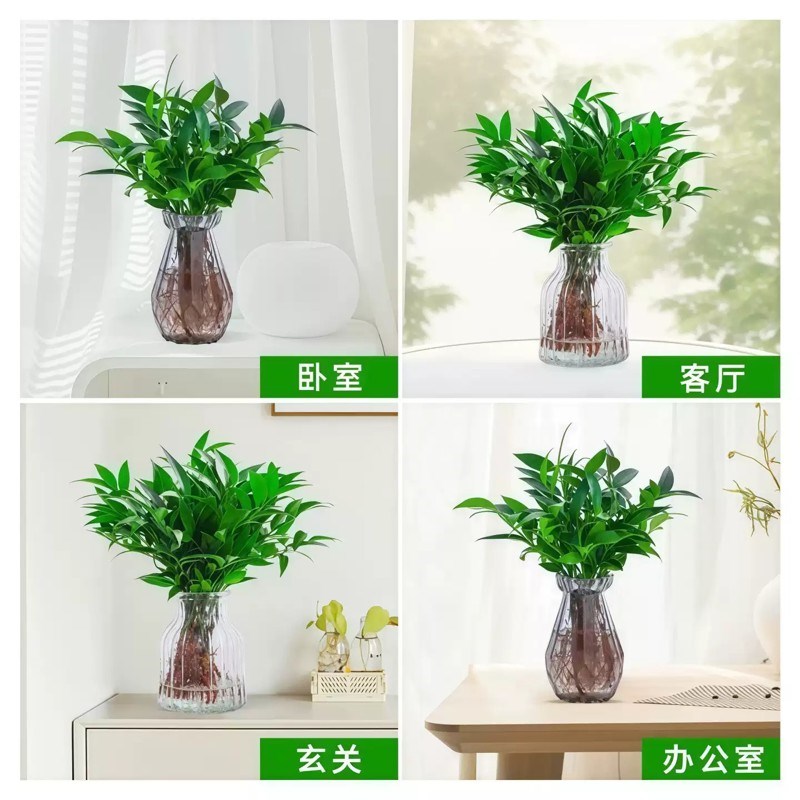竹柏驱蚊竹水培植物盆栽室内客厅水养花卉绿植水培驱蚊竹净化空气