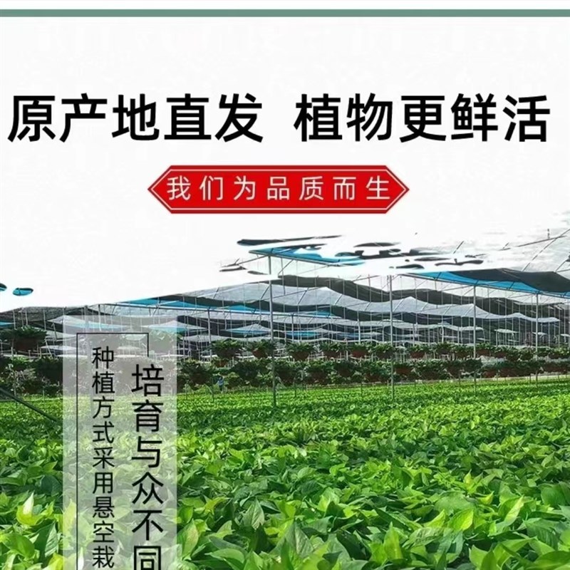 超大360盆栽室内空气净化器吸附甲醇好养植物绿箩