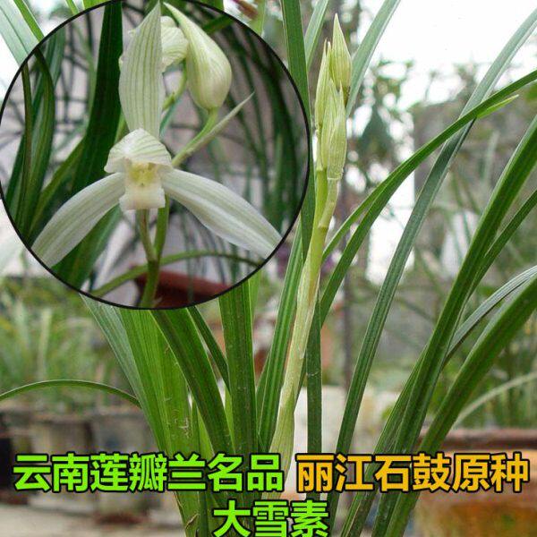 村村寨寨之云南传统莲瓣兰花名品大雪素（丽江石鼓种）两苗起售