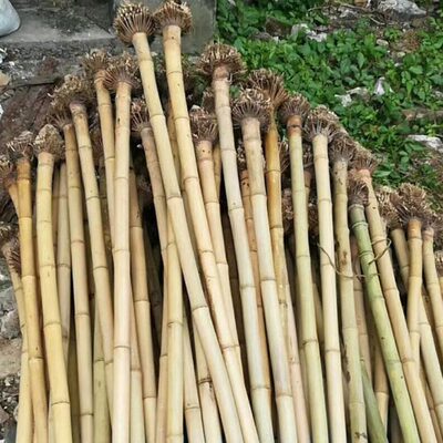 欧特海桂竹南箫材料箫干料尺八乐器湿料八孔五年老桂竹生材料