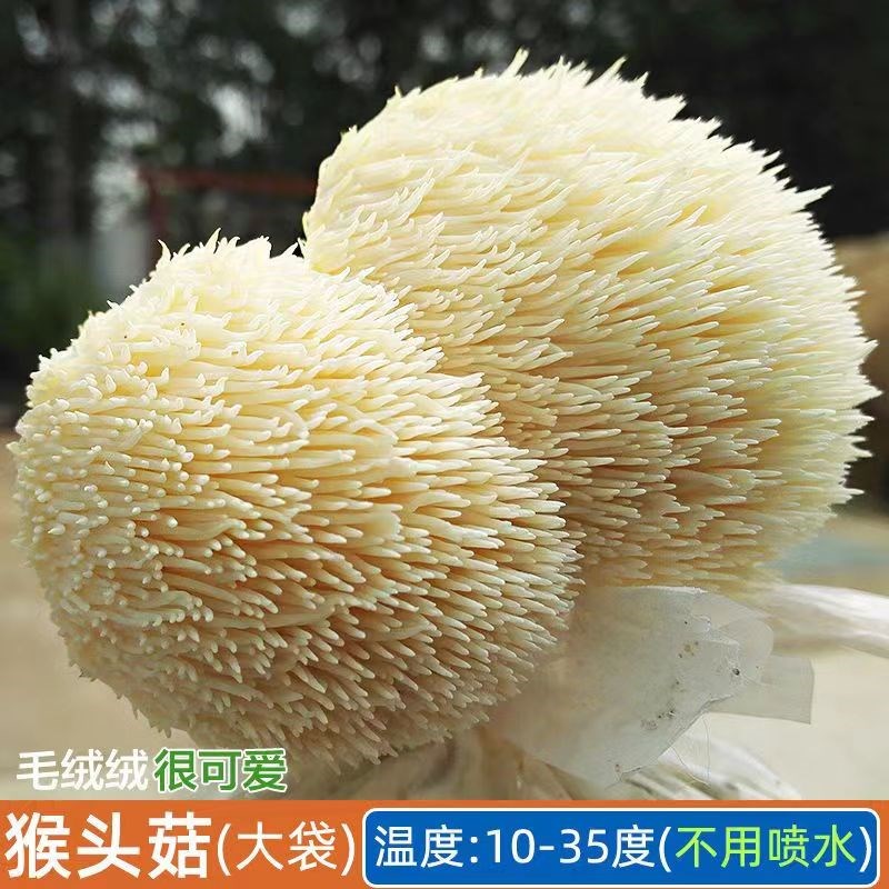 猴头菇【不出包赔】菌种菌包客y厅阳台四季盆景栽培食用蘑菇种植