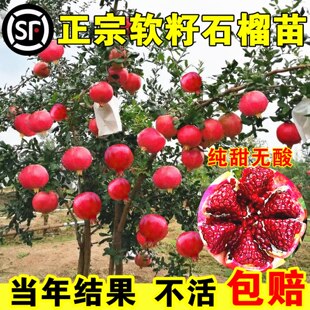 大石榴树树苗突尼斯软籽庭院果树盆栽矮化南方北方耐寒蒙阳红石榴