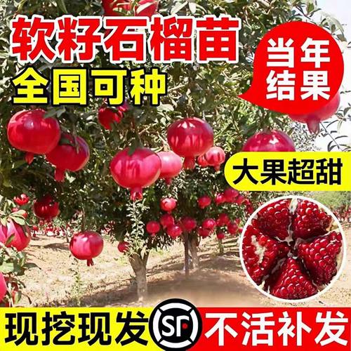 石榴树树苗特大果石榴树苗